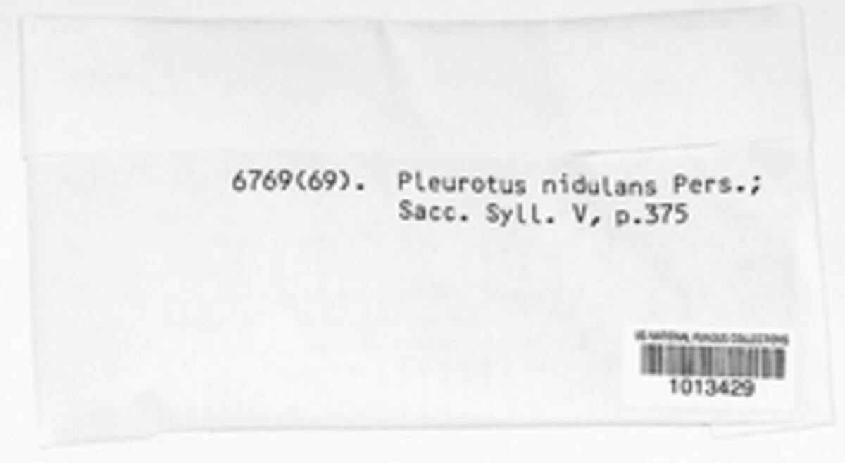 Phyllotopsis nidulans image